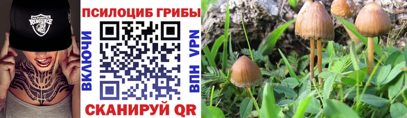 что такое Нерехта Псилоцибиновые грибы Psilocybine cubensis